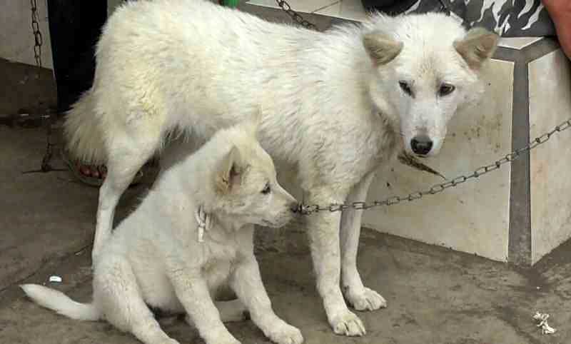 Anjing Kintamani Putih Masih Jadi Favorit Balipost Com