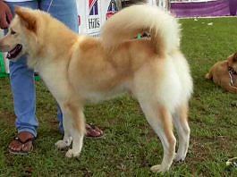 Diakui Ras Asli Indonesia Nilai Jual Anjing Kintamani Makin