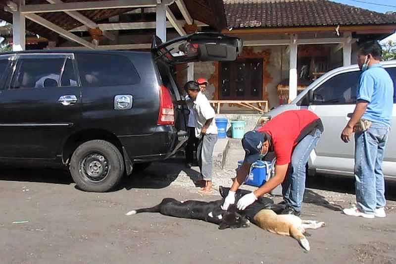 Cegah Rabies 55 Ekor Anjing Dieleminasi 1 Balipost Com