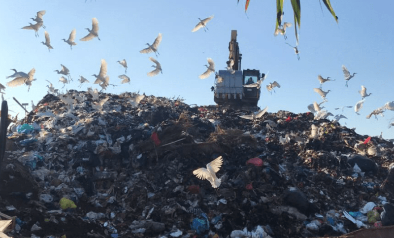 Banyak Burung Di Tpa Mandung Ini Manfaatnya Balipost Com