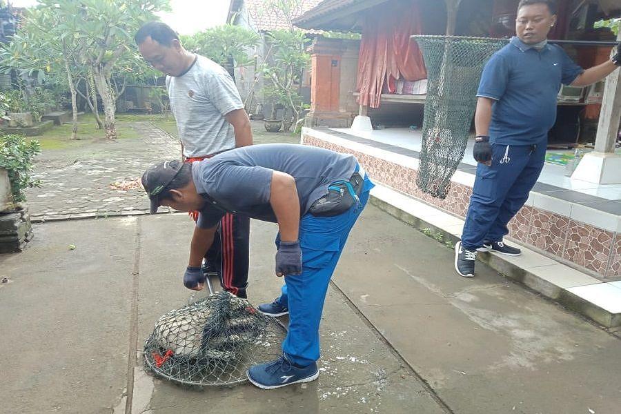 Sembilan Warga Desa Batuan Digigit Anjing Rabies Balipost Com