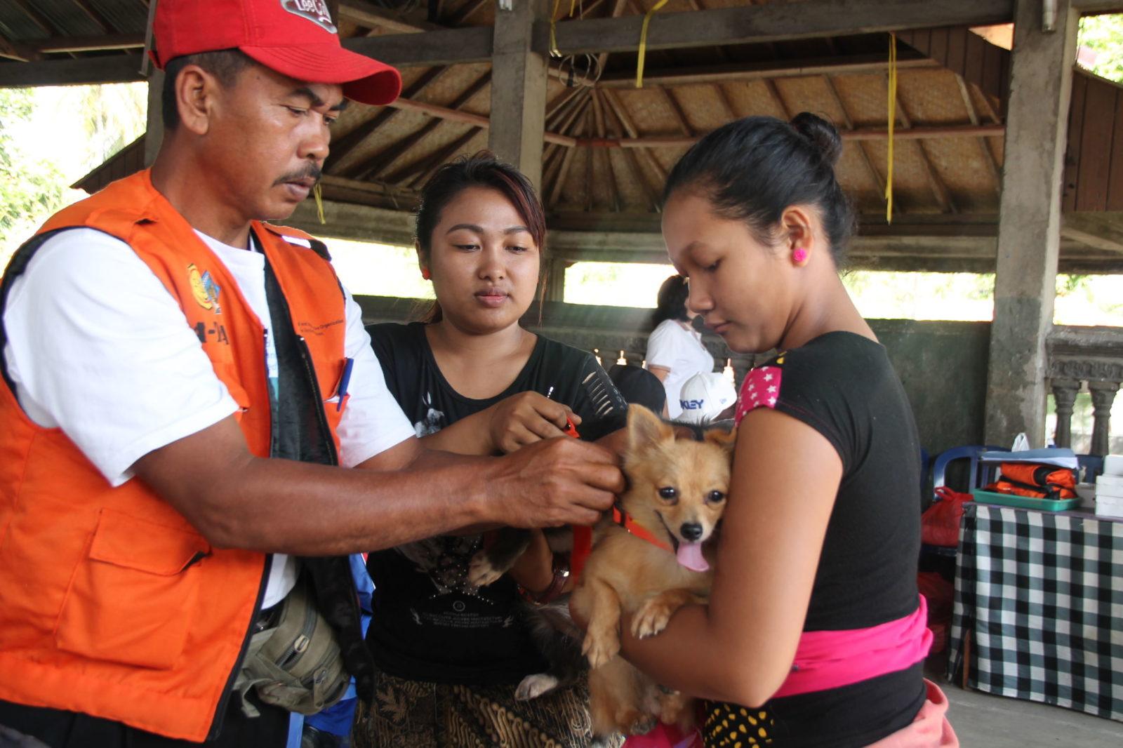 Vaksinasi Rabies Masal Sasar 107 033 Ekor Anjing Di Buleleng