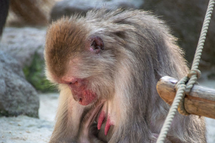 Monkeypox represents a rare viral disease occurring predominantly in central and western africa. Monkey Pox . WHO Stated that Monkeypox Transmits from Human to Human ...
