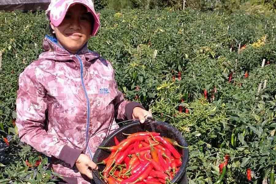 Harga Anjlok Petani Biarkan Cabai Busuk Di Pohon Balipost Com