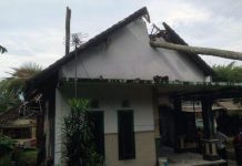 Diguncang Gempa, Pohon Kelapa Tumbang