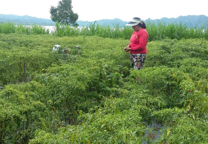 cabai rawit hujau