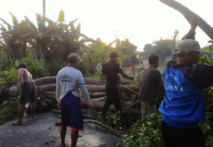pohon tumbang