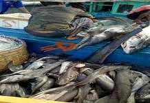 Kapal Tangkap Ikan Hiu Ditangkap di Selat Bali