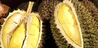 Durian. (BP/dok)