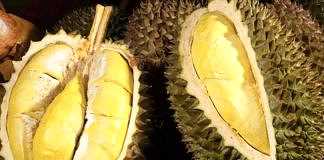 Durian. (BP/dok)
