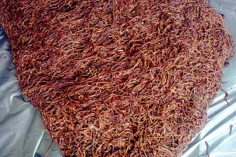 Ini, Manfaat Cacing Tanah bagi Kesehatan | BALIPOST.com