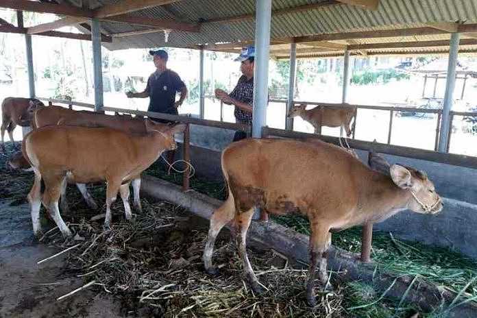 Teknologi perkembangbiakan yang dapat dilakukan pada hewan yaitu ....