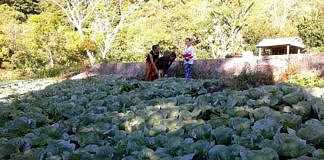 petani