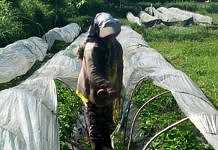 petani