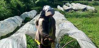 petani