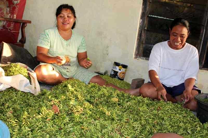 Petani Cengkeh Keluhkan Turunnya Produksi Dan Harga Jual Balipost Com