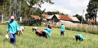 petani