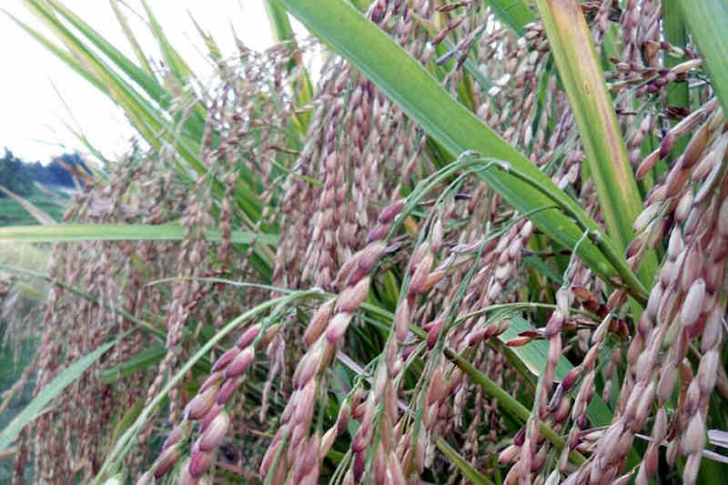 Padi Hitam Pengembangannya Terbentur Pasar Balipost 