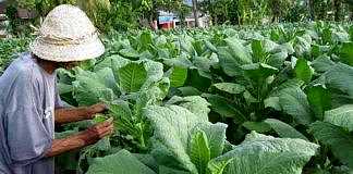 petani