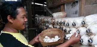 Petani