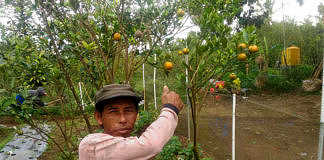 Petani
