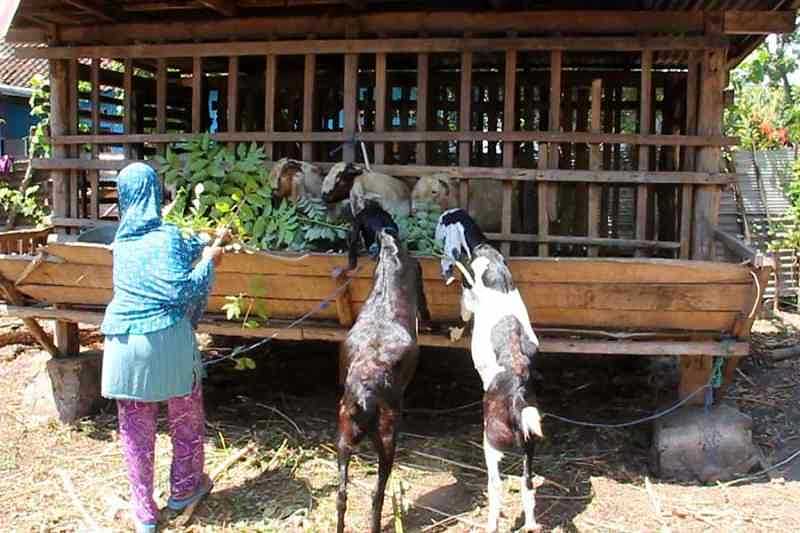 Penghasil Ekonomi Terabaikan, Peternakan Kambing Gianyar Bali Masih Terlupakan