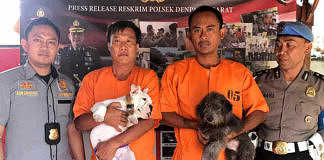 anjing