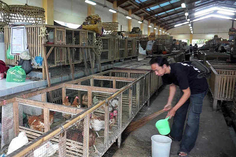 Harga Ayam dan Bebek Meroket