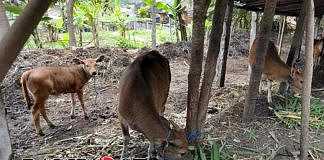 sapi