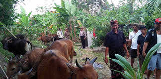 Sapi