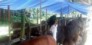 pengungsi