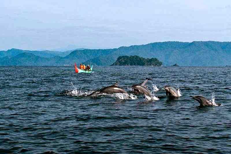 Pesona Teluk Kiluan: Bertemu Lumba-Lumba Di Surga Tersembunyi Lampung