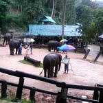 Gajah memperlihatkan keahlian melukisnya di hadapan penonton. (BP/iah)