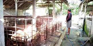 Daging