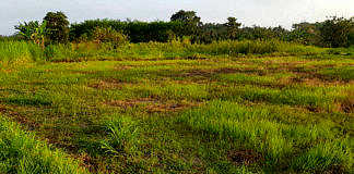 sawah