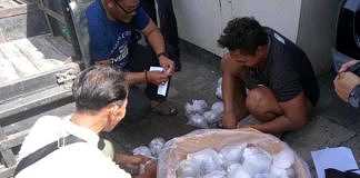 terumbu karang
