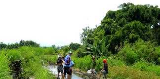 sawah
