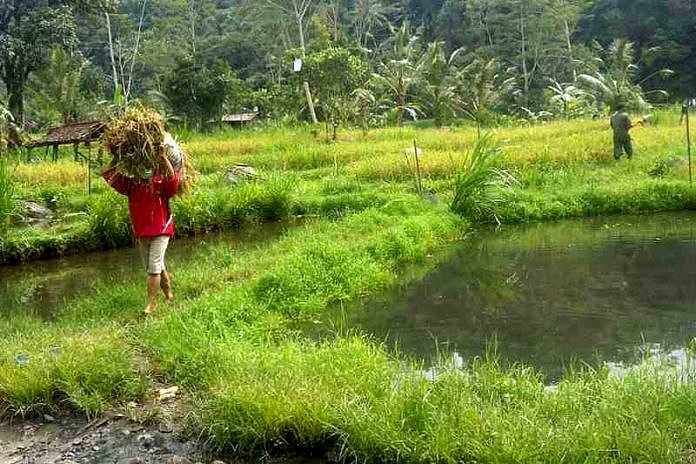 Sawah Panen Padi Menanga