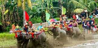 Sapi