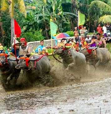 Sapi