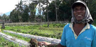 Petani