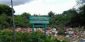 bakau