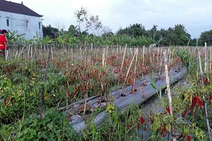 Terus Diguyur Hujan, Petani Cabai Gagal Panen 1