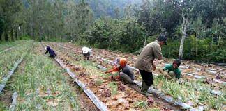 bawang merah