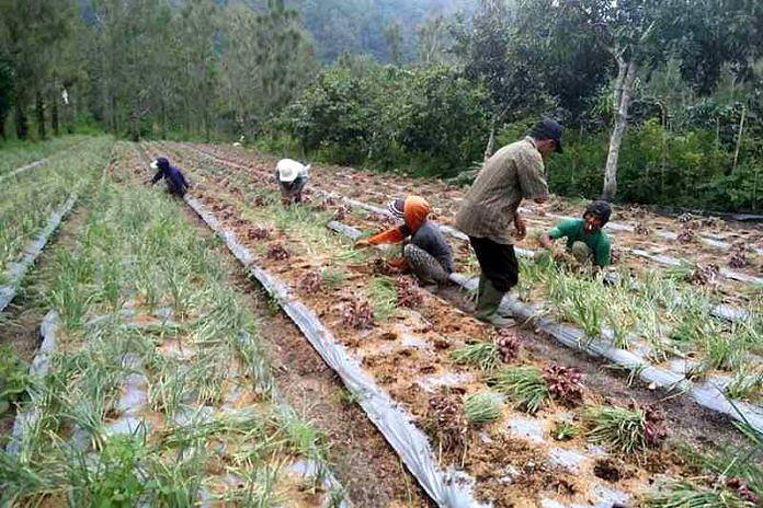 bawang merah