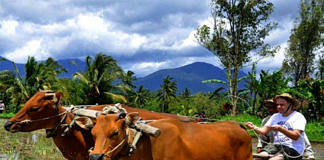 Desa wisata