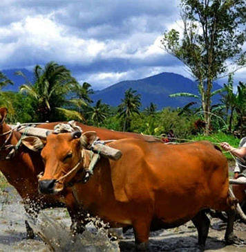 Desa wisata