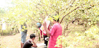 tanaman
