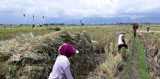 petani