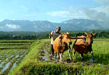 Petani